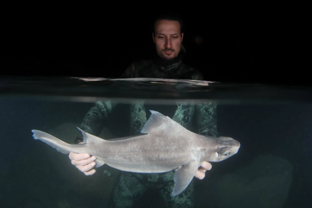 Peshkqeni i bardhe fantazme ne ishullin e Sazanit po mahnite boten