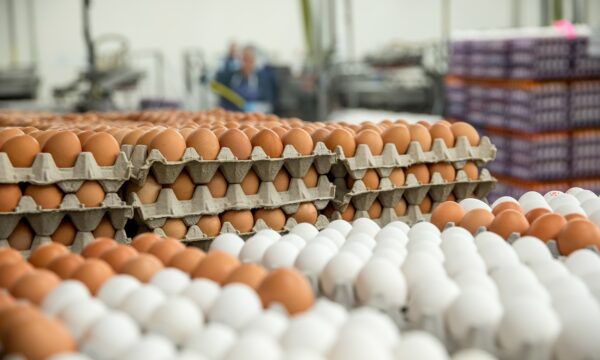 Infektimi me salmonelë i 17 fëmijëve në Gramsh, dalin përgjigjet e analizave: Vezët ishin të kontaminuara