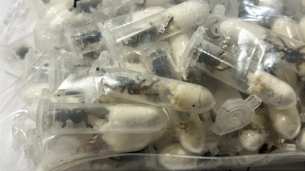 Zyrtarët doganorë gjermanë tregojnë imazhe të tarantulave të fshehura në kuti për kek me sfungjer pas një kapjeje kontrabande