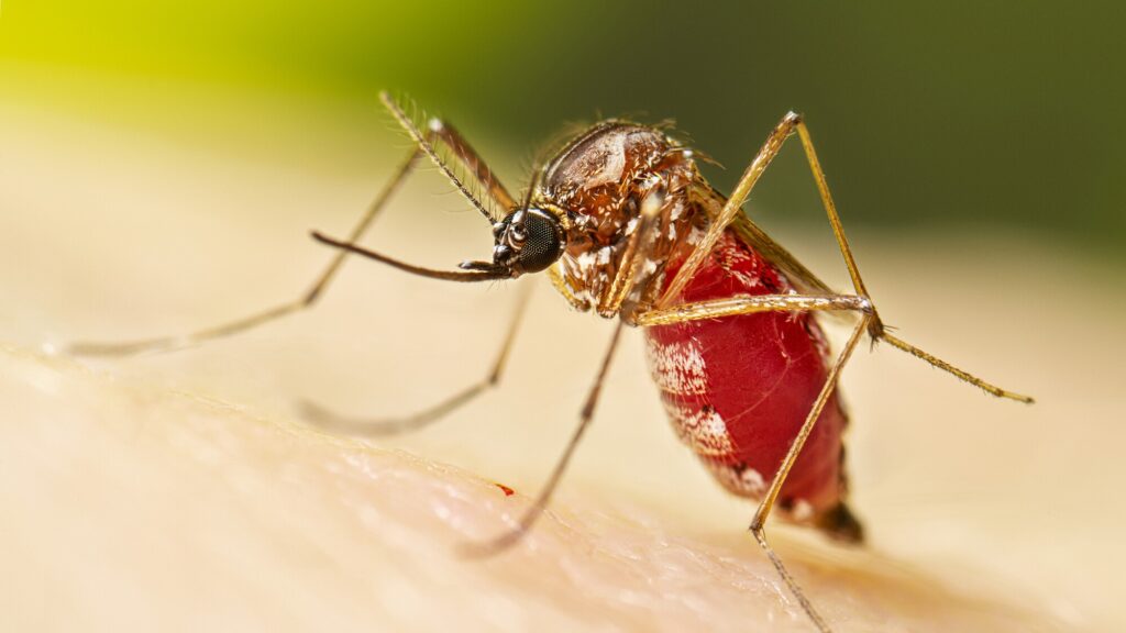 OBSH paralajmëron për përhapjen e virusit ‘chikungunya’ nga mushkonjat