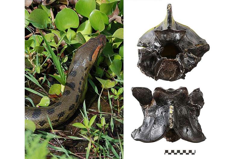 Fosilet tregojnë se anakondat kanë qenë gjigantë për më shumë se 12 milionë vjet